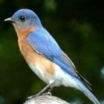 Sample 2 – Eastern bluebird