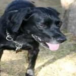 Sample 3 – Labrador