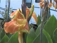 Sample 3 – Canna lily