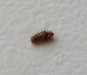 Sample 4 – Caterpillar