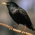 Sample 3 – Common starling