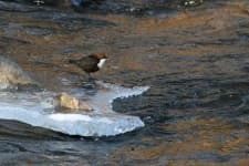 Sample of Water ouzel