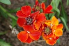 Sample 2 – Wallflower