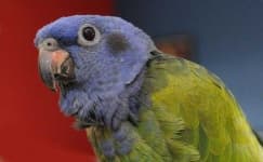 Sample 6 – Parrot