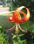 Sample 2 – Tiger lily