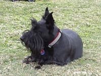 Sample 6 – Scotch terrier