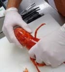 Sample 6 – American lobster