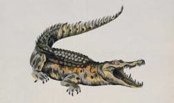Sample 3 – Crocodile