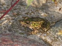 Sample 3 – Frog