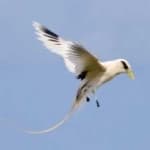 Sample of White tailed tropic