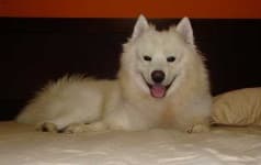 Sample 3 – Samoyed