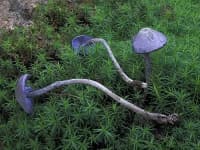 Sample 3 – Entoloma