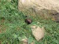 Sample 6 – Polecat