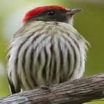 Sample 2 – Stripped manakin