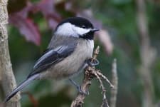 Sample 1 – Chickadee