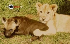 Sample 1 – Hyena