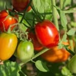 Sample 5 – Tomato