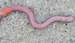 Sample 3 – Nematode