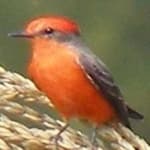 Sample of Vermilion flycather
