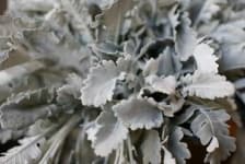 Sample 2 – Frilly