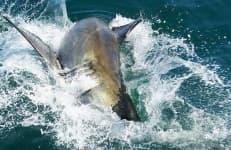 Sample 4 – Great white shark