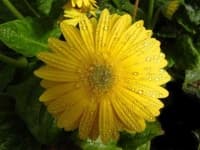 Sample 3 – Barbeton daisy
