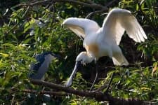 Spoonbill image dataset preview