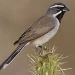 Sample 6 – Black throated sparrow