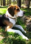 Sample 4 – Walker hound
