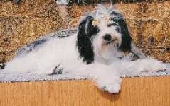 Sample 1 – Tibetan terrier
