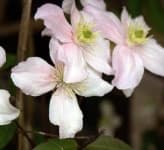 Sample 5 – Clematis
