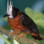 Sample 1 – Antbird