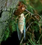 Sample 4 – Cicada