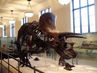 Sample 2 – Triceratops