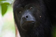 Sample 2 – Howler monkey