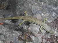 Sample 2 – Alligator lizard