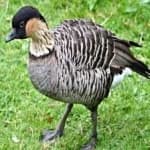 Sample 3 – Hawaiian goose