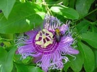 Sample 4 – Passion flower