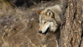 Sample 3 – Wolf