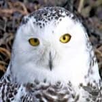 Sample 6 – Snowy owl