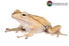 Sample 4 – Frog