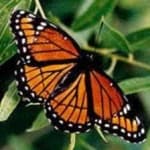 Sample 2 – Viceroy