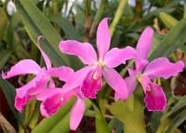Sample 2 – Ruby lipped cattleya