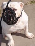 Sample 3 – Muzzle
