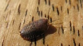 Sample 2 – Isopod