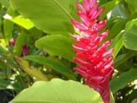 Sample 4 – Red ginger