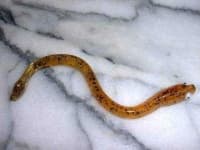 Sample 2 – Thunder snake