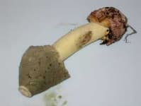Sample 1 – Stinkhorn