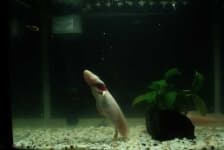 Sample 4 – Axolotl