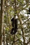 Sample 6 – Howler monkey
